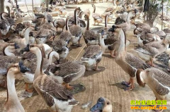 2022��5��5�ն�ҵ��Ѷ���»��۸�