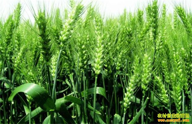 �Ĵ������������ֲ����С��ÿĶ��׬�ϰ�Ԫ