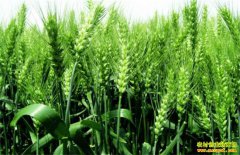 �Ĵ������������ֲ����С��ÿĶ��׬�ϰ�Ԫ