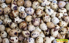 2022.9.6���ȵ��г����������۸�