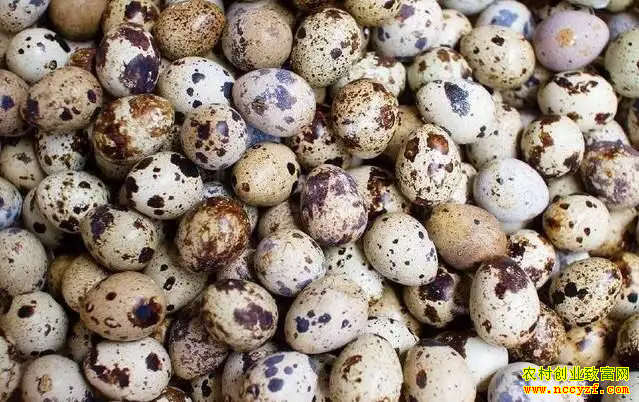 �����г��������ȵ��۸�