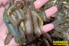 ��������Ǯһ�2022��4�������۸�����