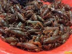 2022.7.22ˮ����ֳ��ȫ��С��Ϻ�۸��ѯ