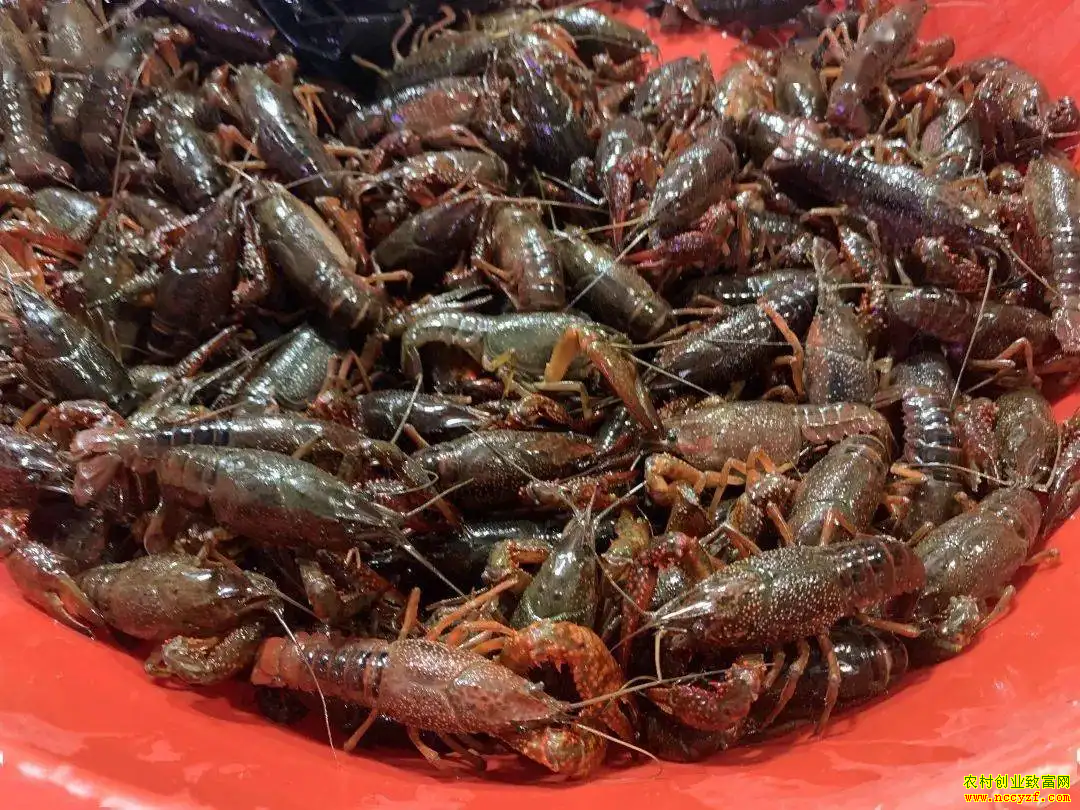 С��Ϻ�г��۸�����