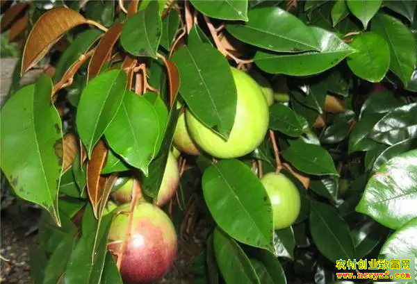 ���ǹ���ֲǰ��