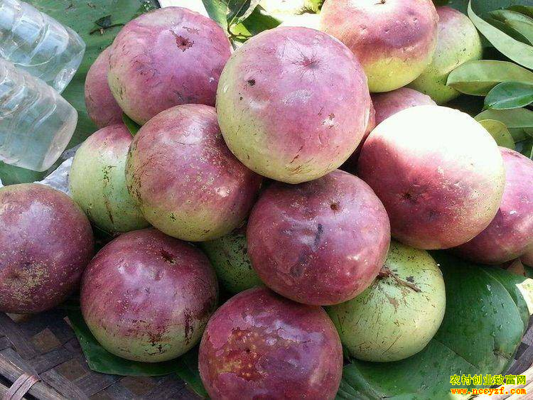 ���ǹ���ֲǰ��