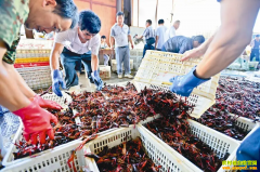 ����С��Ϻ�۸�5��8��С��Ϻ������ȫ��С��Ϻ�۸��籨