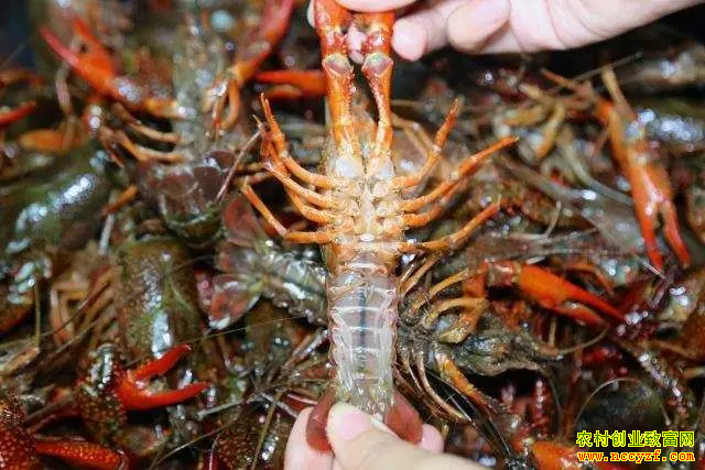 2022����ݻ�ɳˮ���г�С��Ϻ�����۸�