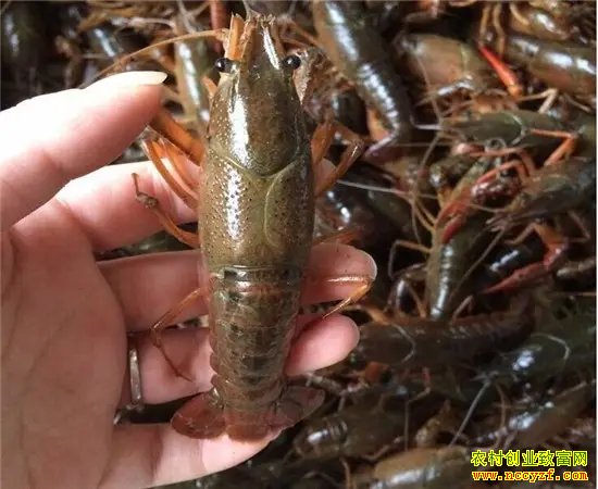 �������������ˮ���г���Ϻ�����۸�