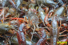 2022��5��10�պ���Ǳ��Ϻ���г�С��Ϻ���������۸��