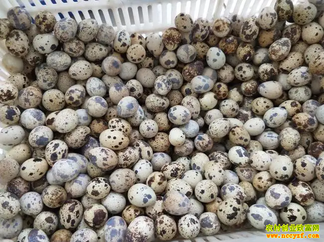 ���˴������ȵ�����ȫ�����ȵ��۸��