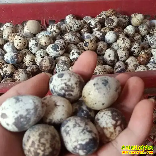 ������ֳ��Ϣ��ȫ�����ȵ��۸����鱨��