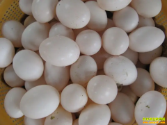 �뵰����Ǯһ����2022.5.17ȫ�����ӵ��۸�