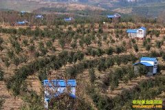 ������ƽ�Ͳ���������¸�