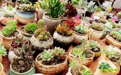 ֲ��������������,����ֳ��߼۶���ֲ�