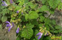 �Ĵ�ƽ��ũ���¸��õ��ӣ���ģ������ҩ��Ч���