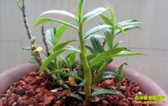 ɽ��ʡ���������������Ƥʯ������������