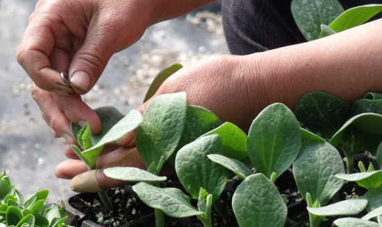 �ƹ���ֲ���ƹϼ޽Ӻ����Ҫ��