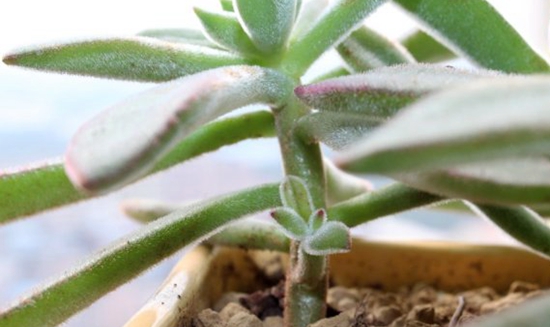 ����ֲ���ѿ��ô������