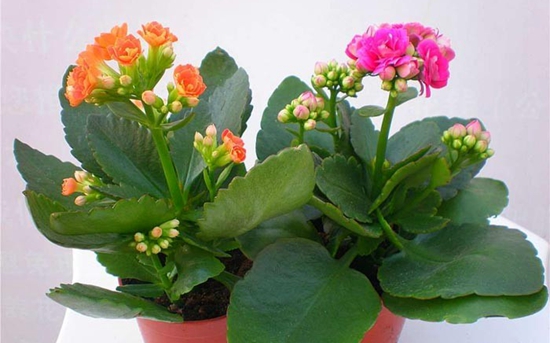 ���ٻ���ô����