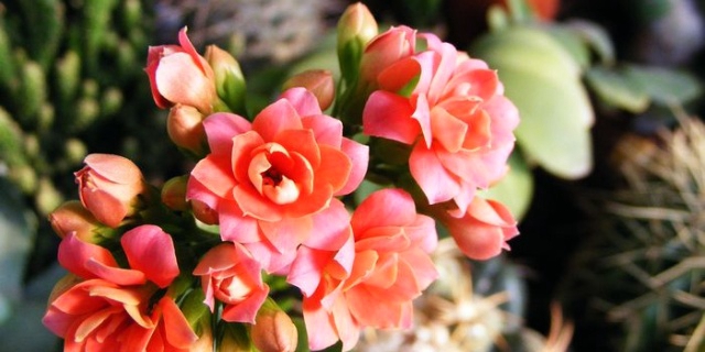 ���ٻ�����ʲôʱ�򣿳��ٻ�������ʲô��