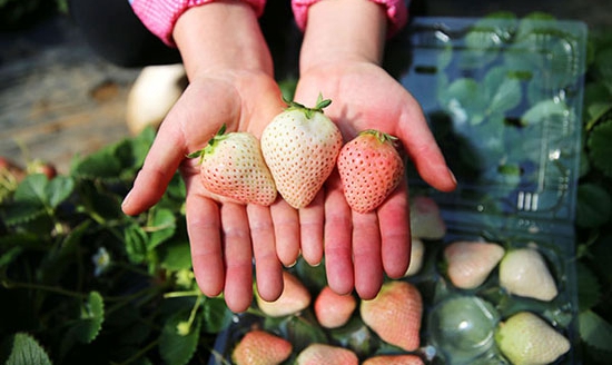 С�ײ�ݮ����ֲ����