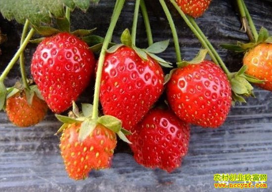 ������˹�������������ݮˢ��һ���¸�·