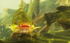 �����������Ч���һĶ��׬һ��Ԫ