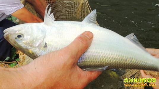 �������� ����������ֳ��������