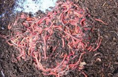 ����ţ�������һĶ����2-3��Ԫǰ���ɹ�