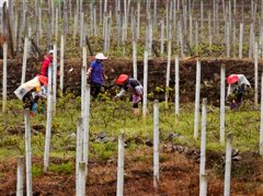 �������ƣ���ֲС���������󾭼�