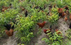 [ÿ��ũ��]��������ɢ������Ч���