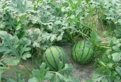 ��������˫Ĥ����������Ч���