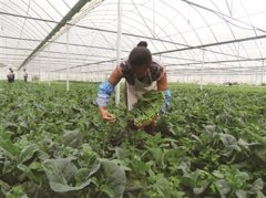 �������ƻ��磺һ���߲˻��ش���һ����