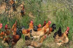 ɢ�����������������ĸ����ø�׬Ǯ