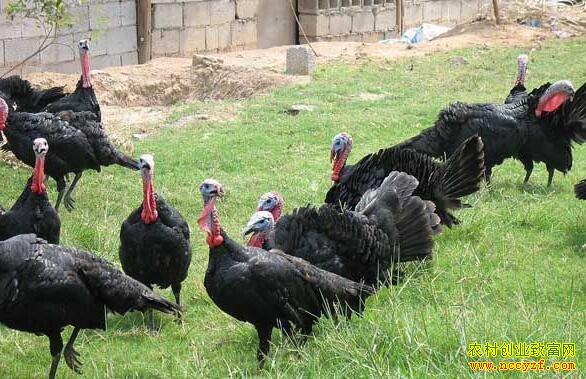 ����ֳ�ɱ�Ч�����,����׬Ǯ��