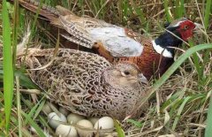 ��ɽ��׬Ǯ��:ɽ����ֳ�ɱ����������