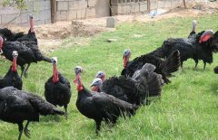 ����׬Ǯ�𣺻���ֳ�ɱ�Ч�����: