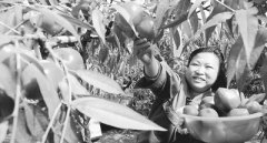 ���������д������ӹ�֦��