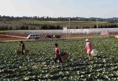 ����ʦ�ڸ�ԭ�߲���ֲ����ũ������