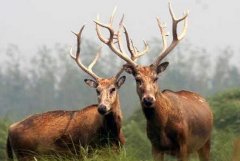 [��ɫʱ��]��¹���ַŹ��