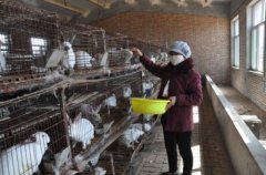 ��̡��׬Ǯ�����ɹŶ�����˹̡����ֳ����ũ��Ǯ����