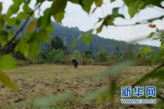 �����Ž���ֲ���ٳ�ũ���¸�����Ŀ