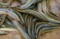 ��̨������׬Ǯ��̨�������¸���Ļ��Ǽٵģ�