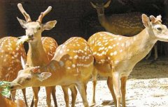 ũ�崴ҵ���ѡ����ʵ�������ֳ��Ŀ