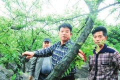 �Ĵ�����������������Ԫ���������������ũ�¸�