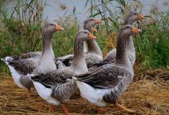 ������ֳǰ������,������׬Ǯ��