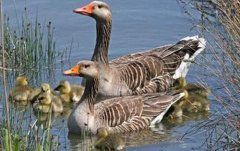 ������ֳ�¸�����Ļ��Ǽٵģ�