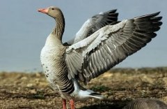 ������ֳЧ��� һֻ������ë������ɴ�30Ԫ����