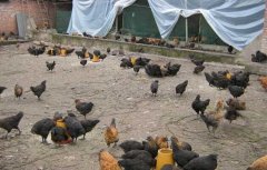 ��500ֻ������ҪͶ�ʶ���Ǯ��